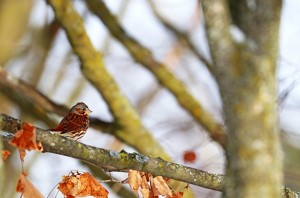 Fox Sparrow In Fall